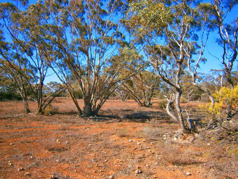 Main view of Homely rural property listing, Lot 264 Stock Route Road, Morgan SA 5320
