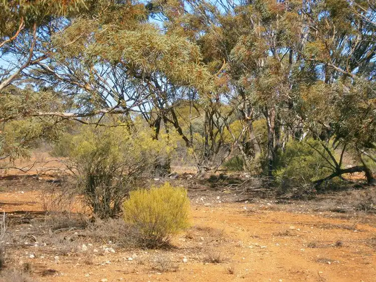 Fourth view of Homely rural property listing, Lot 264 Stock Route Road, Morgan SA 5320