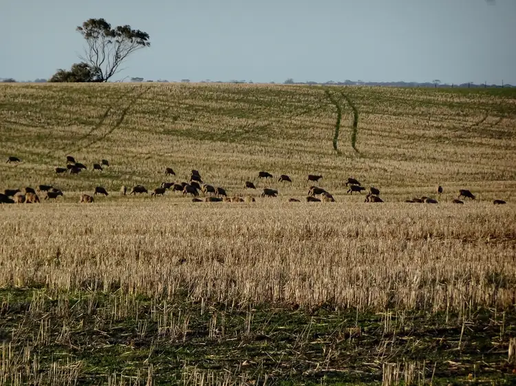 Second view of Homely rural property listing, "CWMAVON" 2616 Pallinup Rd, Gnowangerup WA 6335
