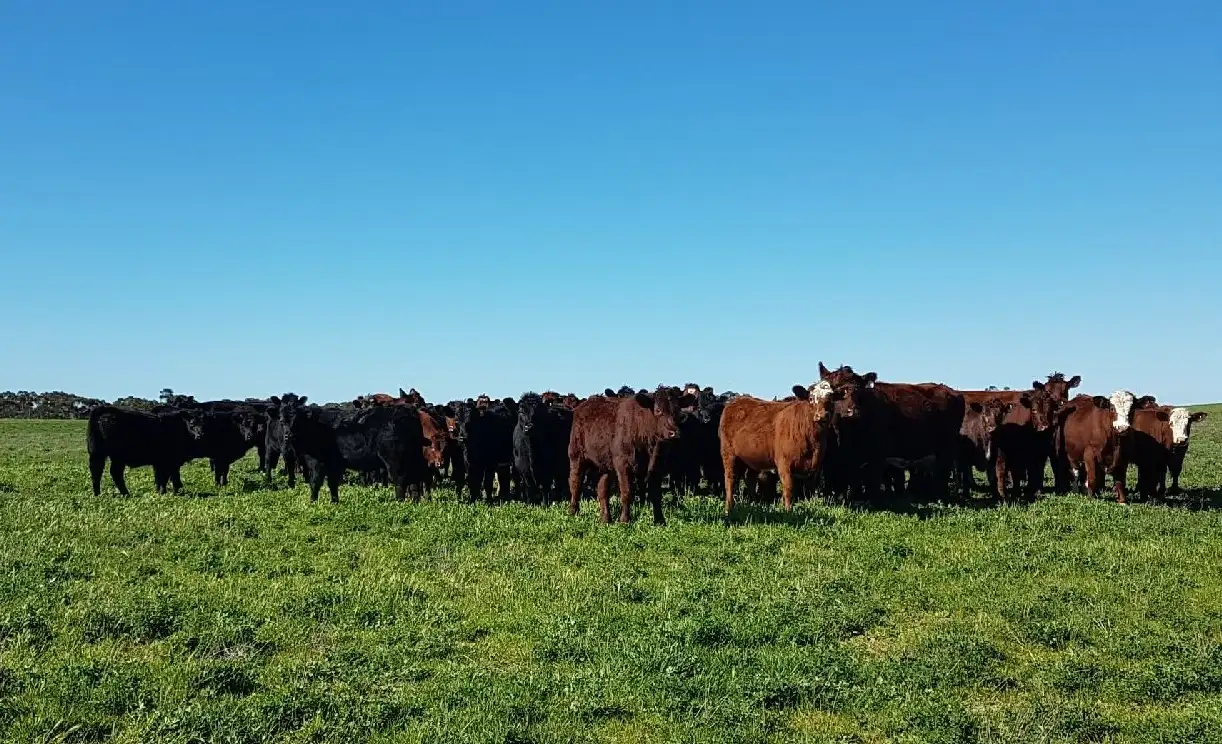 Main view of Homely rural property listing, 907 Pascoe Road, Coonalpyn SA 5265