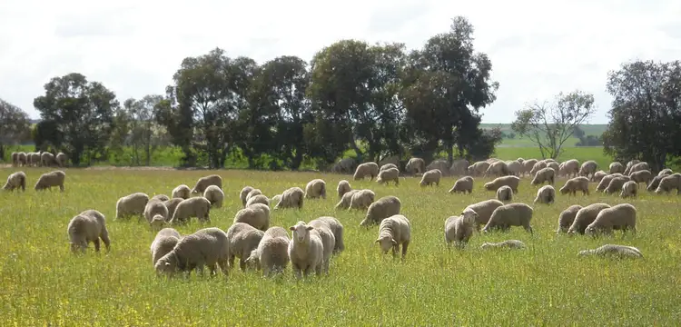 Sixth view of Homely rural property listing, 4919 Soldiers Road, Narembeen WA 6369