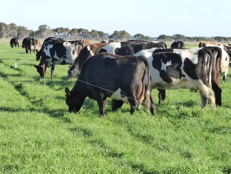 Seventh view of Homely rural property listing, 950 CASTLE CAREY ROAD, Terang VIC 3264