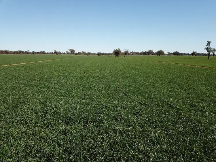 Main view of Homely rural property listing, 535 Aratula South Road, Deniliquin NSW 2710