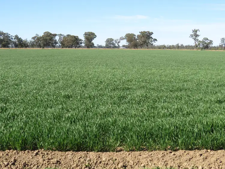 Seventh view of Homely rural property listing, 535 Aratula South Road, Deniliquin NSW 2710