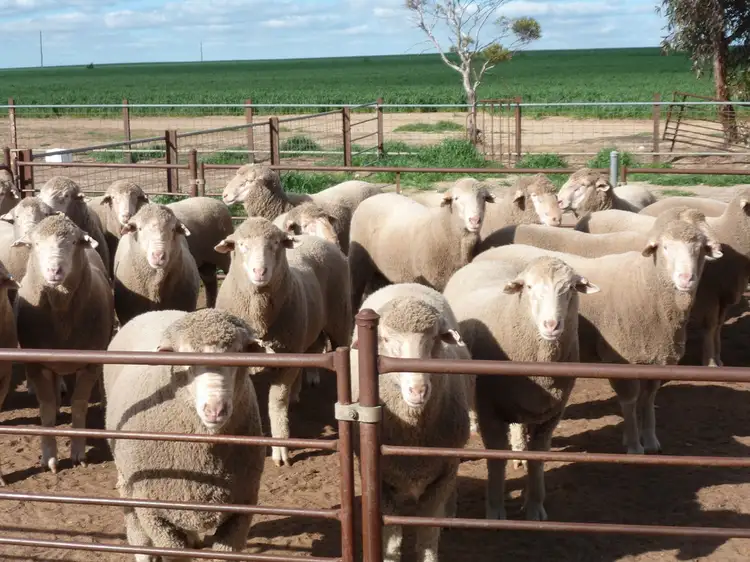 Main view of Homely rural property listing, 455 Longmuir Rd, Gabbin via, Koorda WA 6475