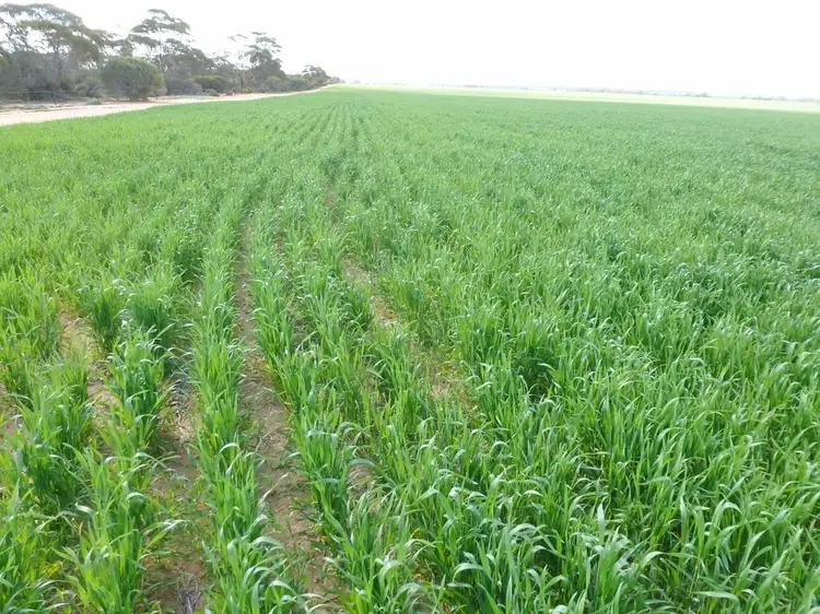 Third view of Homely rural property listing, 455 Longmuir Rd, Gabbin via, Koorda WA 6475