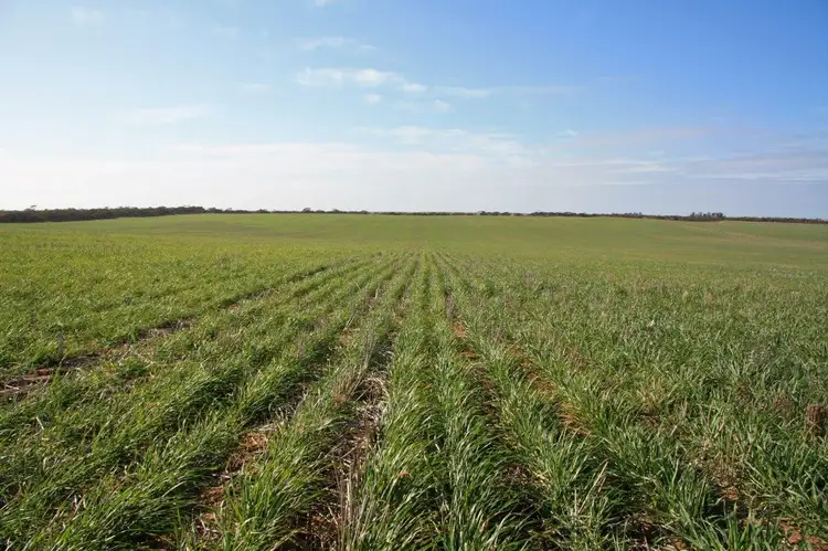 Main view of Homely rural property listing, Lot 15,17 & 20 NORTH ROAD, Murrayville VIC 3512