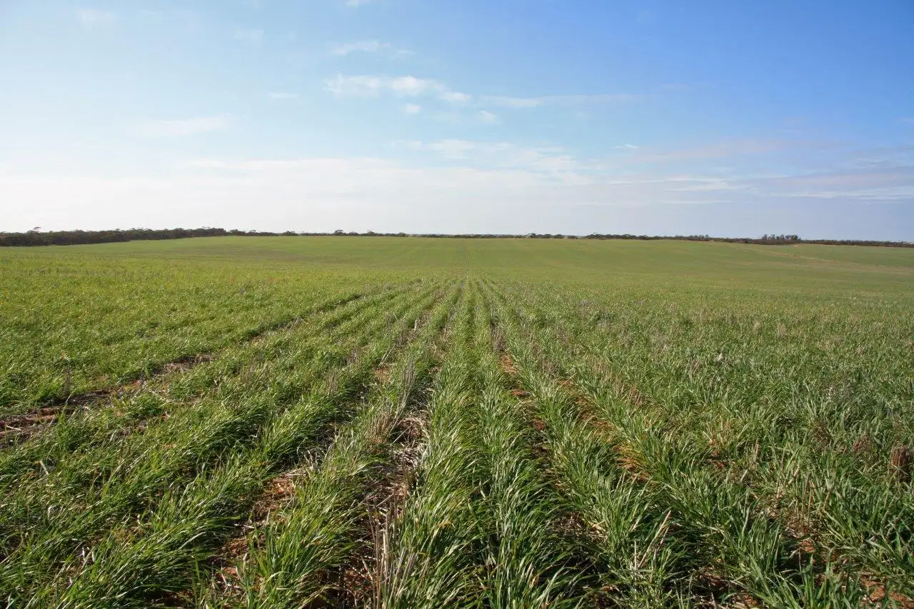 Main view of Homely rural property listing, Lot 15,17 & 20 NORTH ROAD, Murrayville VIC 3512