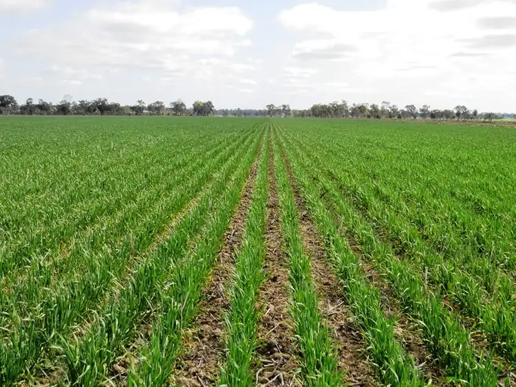 Fourth view of Homely rural property listing, 123 Yarrawonga Road, Berrigan NSW 2712