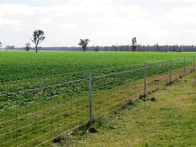 Fifth view of Homely rural property listing, 123 Yarrawonga Road, Berrigan NSW 2712