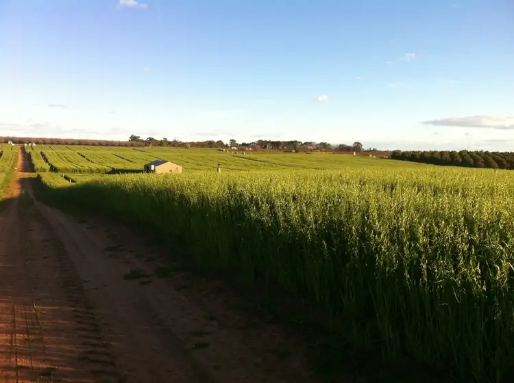 Main view of Homely land listing, Section 705 & Lot 10 Gratwick Road, Loxton SA 5333