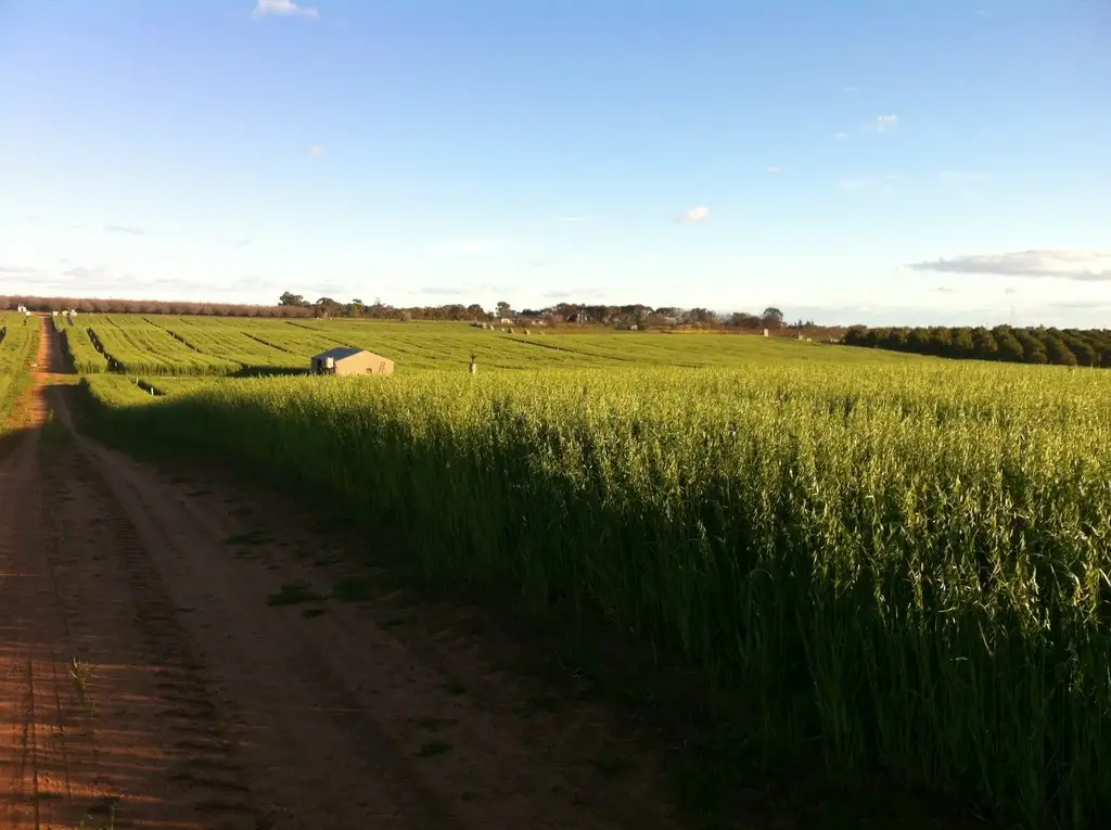 Main view of Homely land listing, Section 705 & Lot 10 Gratwick Road, Loxton SA 5333