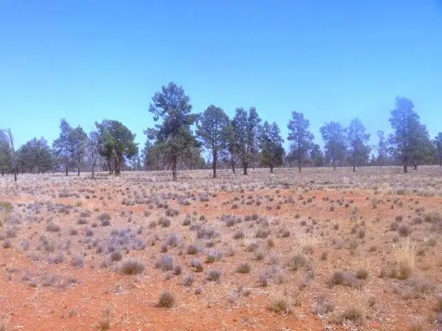 Seventh view of Homely rural property listing, . "Taringo Downs", Cobar NSW 2835