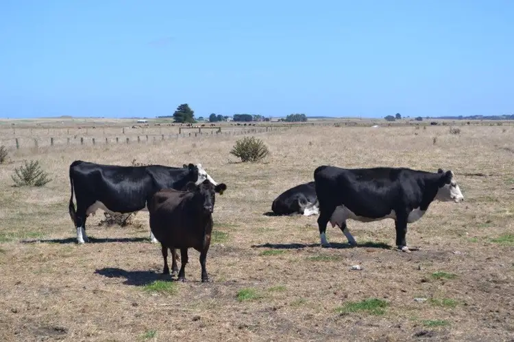 Sec 112 & 322 Mount Hope Road, Rendelsham SA 5280