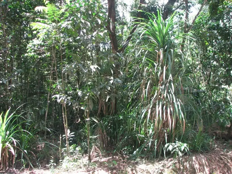 Main view of Homely land listing, Lot 13 Forest Creek Road  FOREST CREEK, Daintree QLD 4873
