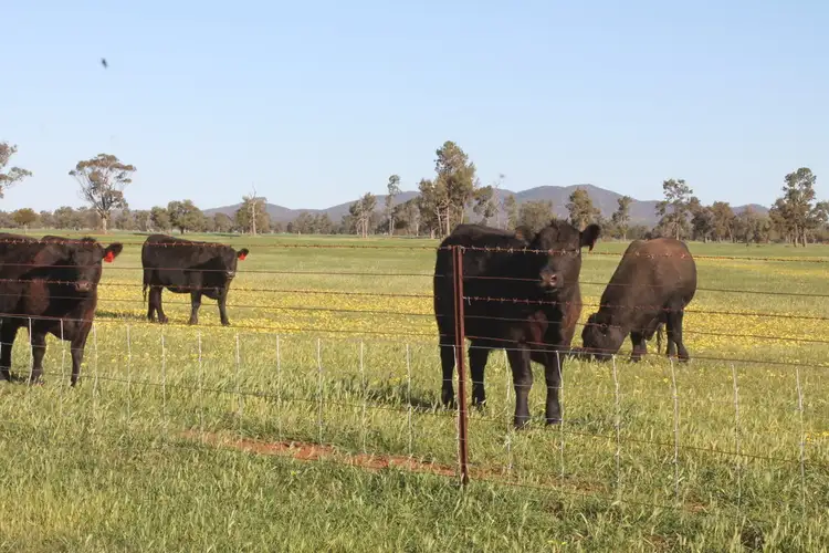 - 'Olive Park', Burcher NSW 2671