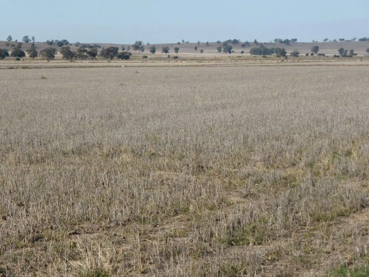 Main view of Homely rural property listing, 'MIDGEE' LEETON-NARRANDERA ROAD, Narrandera NSW 2700