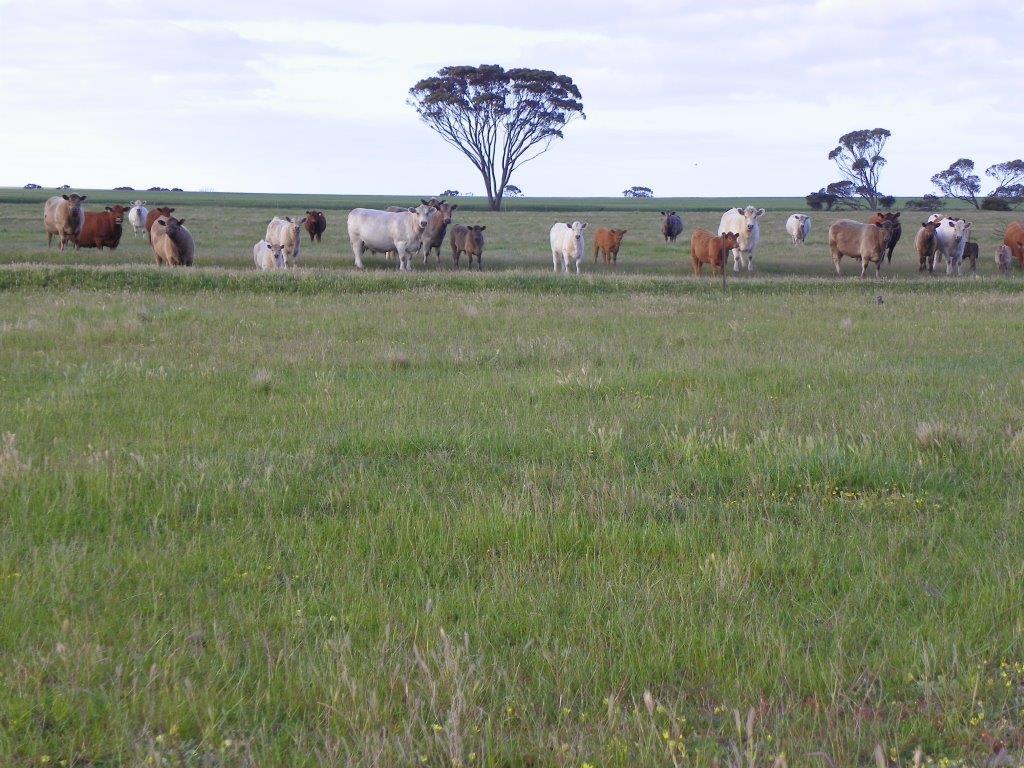 Fourth view of Homely rural property listing, 'Tyandra' 3000 Rabbit Proof Fence Road, Pingrup WA 6343