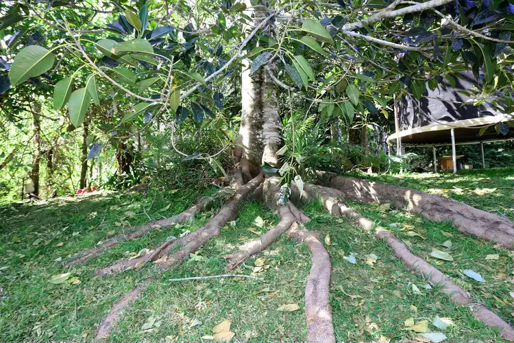 Fifth view of Homely house listing, 90 Anderson Road, Nimbin NSW 2480