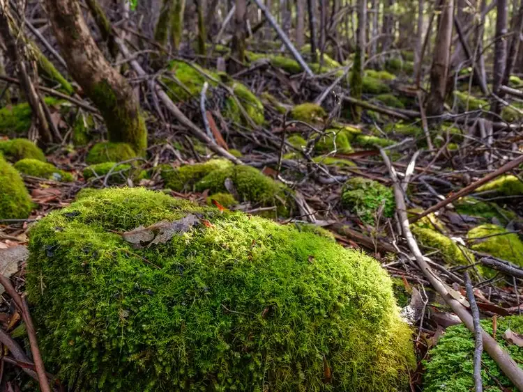 Sixth view of Homely land listing, Lot 1 Lords Road, Pelverata TAS 7150