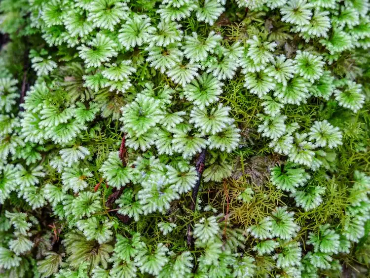 Seventh view of Homely land listing, Lot 1 Lords Road, Pelverata TAS 7150