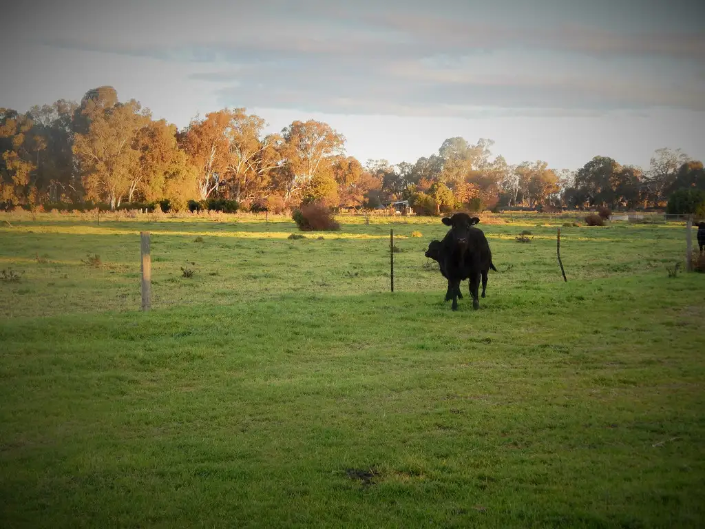 Main view of Homely rural property listing, 00 Benjeroop Murrabit Rd - Henry Lane, Benjeroop VIC 3579