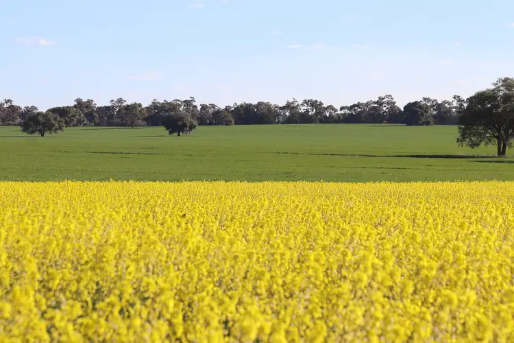 - Panama, West Wyalong NSW 2671