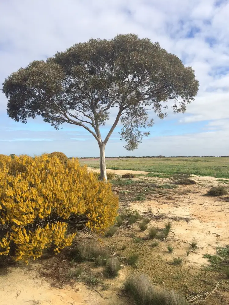 Second view of Homely rural property listing, "Ross's" Kulja Central Road, Kalannie WA 6468