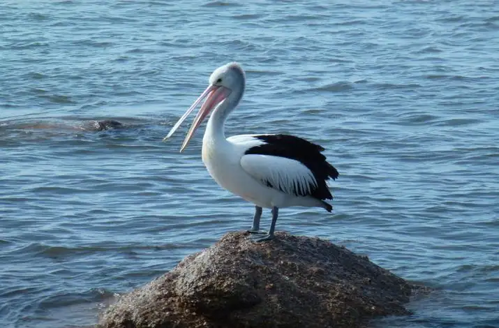 Fourth view of Homely land listing, 35 A Franklin Parade, Encounter Bay SA 5211