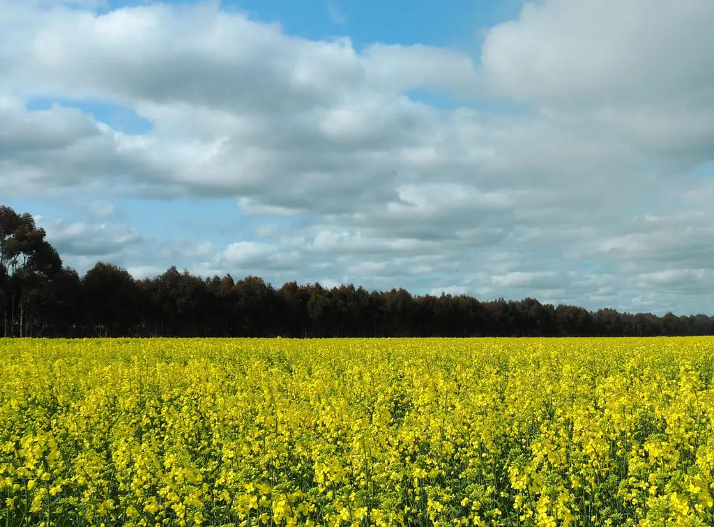 Main view of Homely rural property listing, 750 Four Tree Road, Lismore VIC 3324