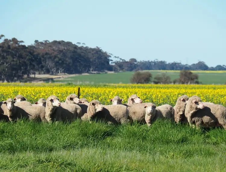 Third view of Homely rural property listing, 750 Four Tree Road, Lismore VIC 3324