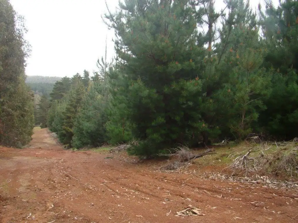 Main view of Homely land listing, lot 995 Grange Road, Bridgetown WA 6255