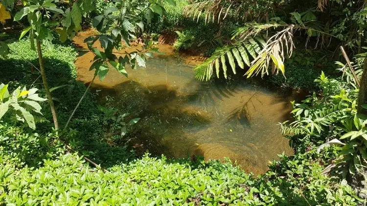 Seventh view of Homely house listing, 86 Ironbark Road, Daintree QLD 4873