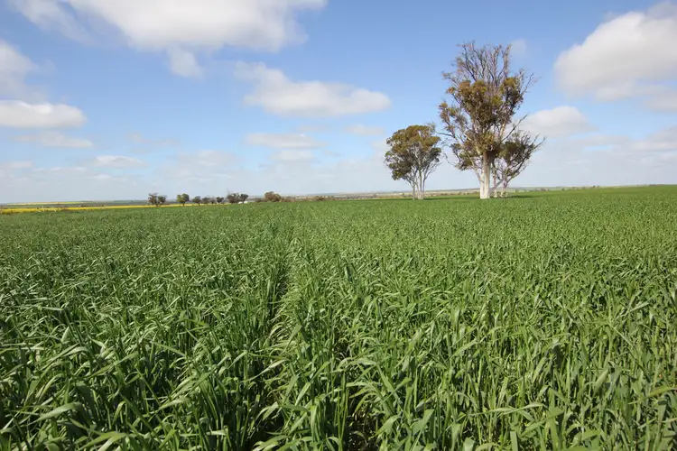 Main view of Homely rural property listing, Lots York-Merredin Road, Shackleton WA 6386