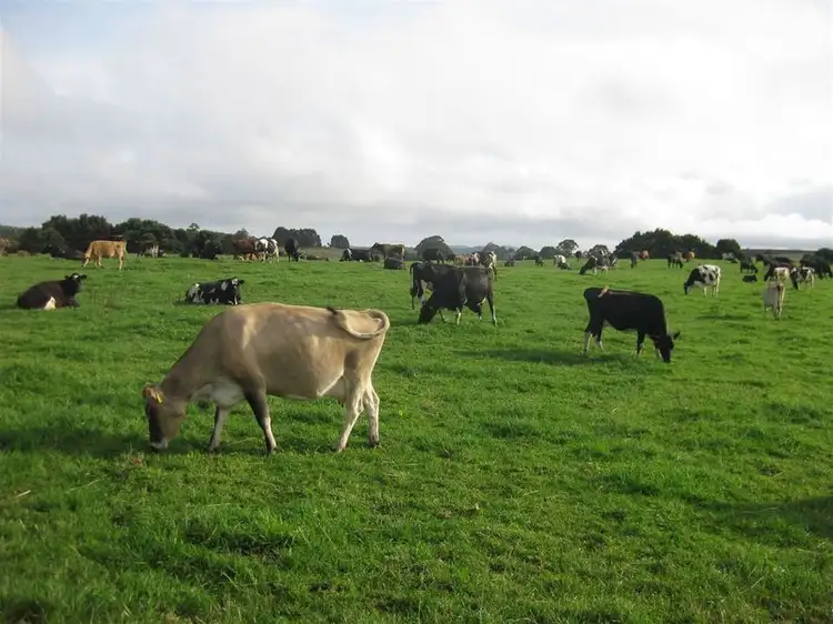 Sixth view of Homely rural property listing, 17 & 91 Wrights Road, Mawbanna TAS 7321