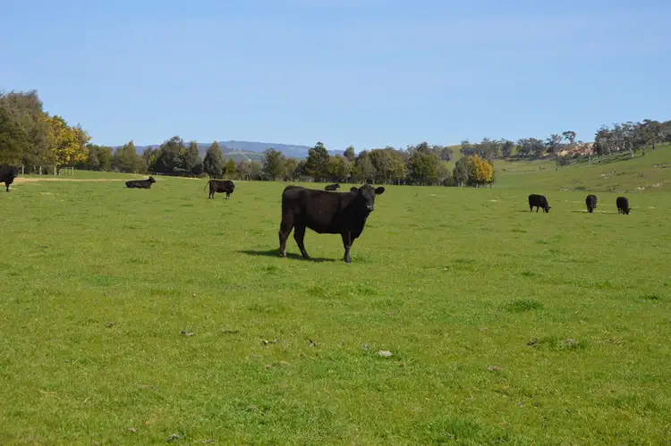 Fourth view of Homely rural property listing, 0 Hazelwood Road, Traralgon VIC 3844