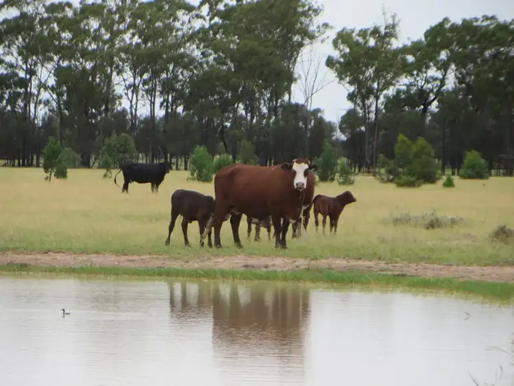 Main view of Homely rural property listing, 1958 ACRES GRAZING, Tara QLD 4421