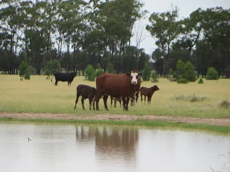 Main view of Homely rural property listing, 1958 ACRES GRAZING, Tara QLD 4421