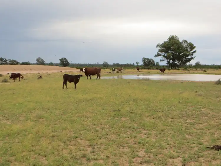 Sixth view of Homely rural property listing, 1958 ACRES GRAZING, Tara QLD 4421