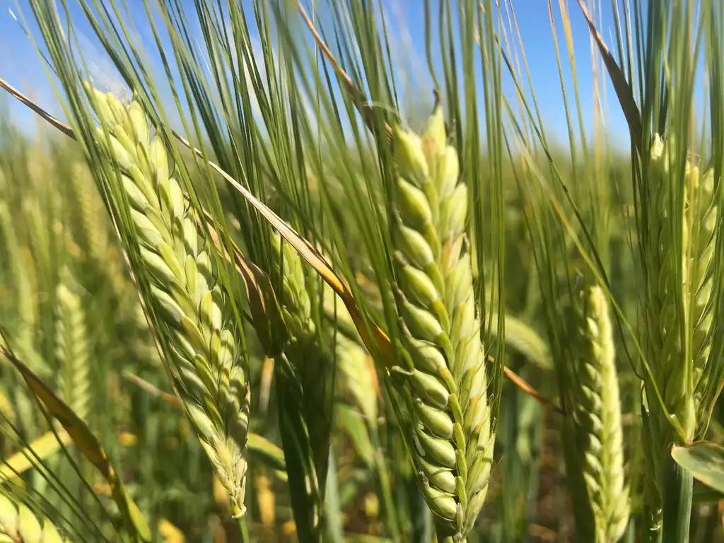 Main view of Homely rural property listing, 142 Mount Priscilla Road, Cleve SA 5640