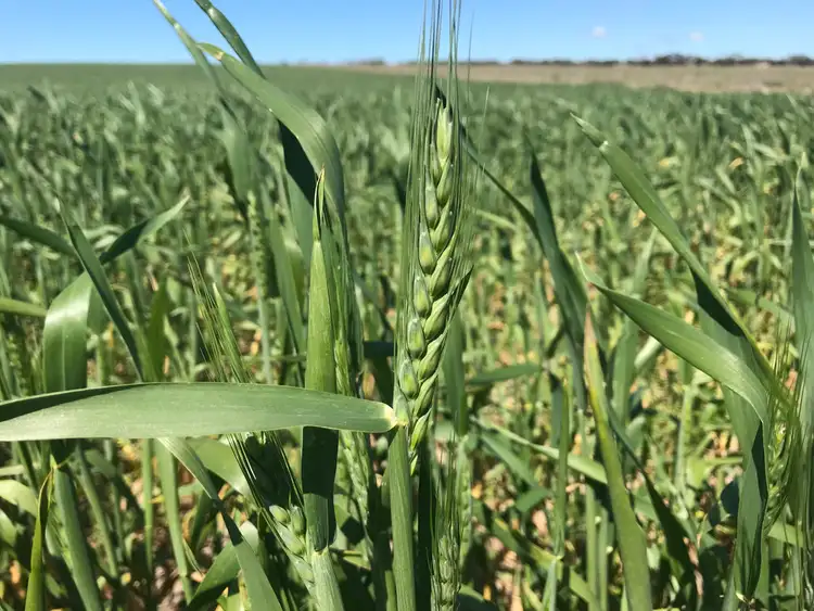 Fourth view of Homely rural property listing, 142 Mount Priscilla Road, Cleve SA 5640