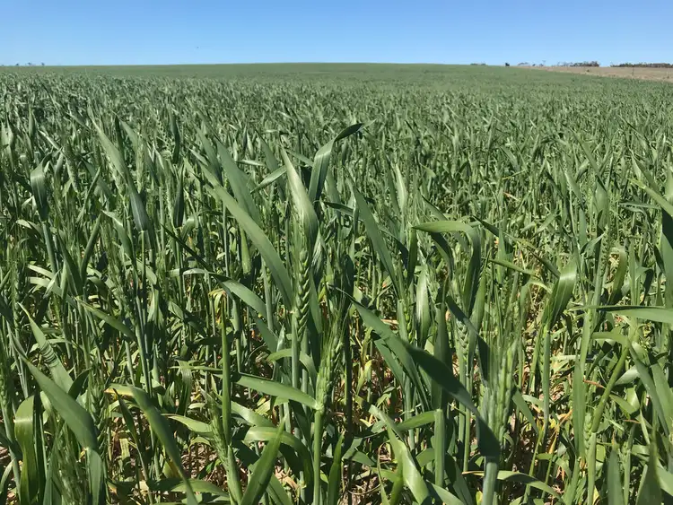 Fifth view of Homely rural property listing, 142 Mount Priscilla Road, Cleve SA 5640