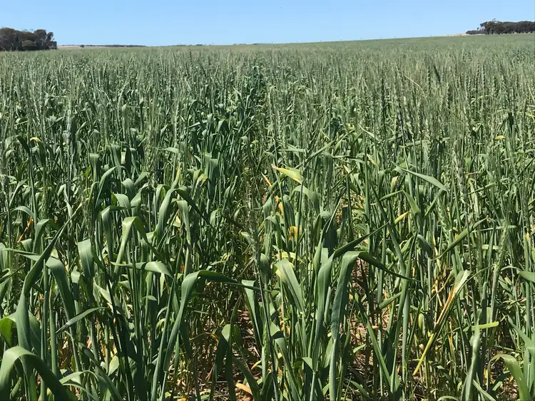 Sixth view of Homely rural property listing, 142 Mount Priscilla Road, Cleve SA 5640