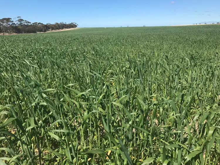 Seventh view of Homely rural property listing, 142 Mount Priscilla Road, Cleve SA 5640