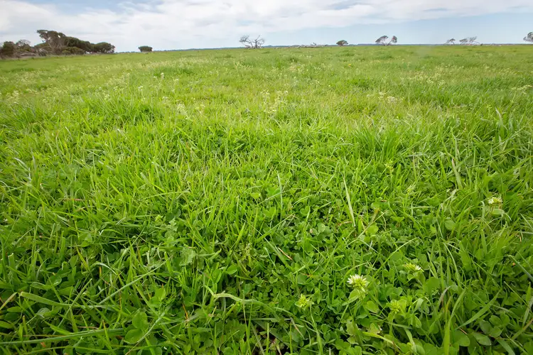 Fifth view of Homely rural property listing, Sec 135 Old Robe Road, Kingston Se SA 5275