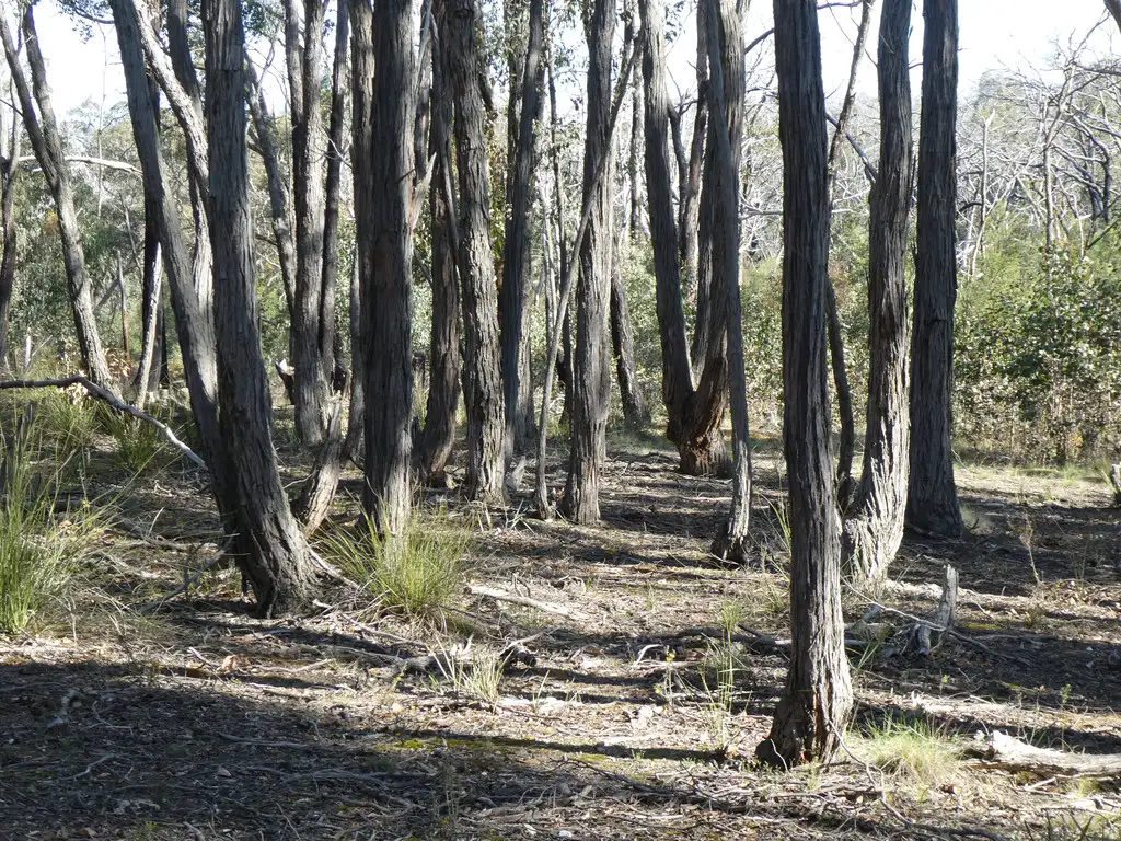 Main view of Homely rural property listing, Lot 5 Paynes Bridge Road, Dereel VIC 3352