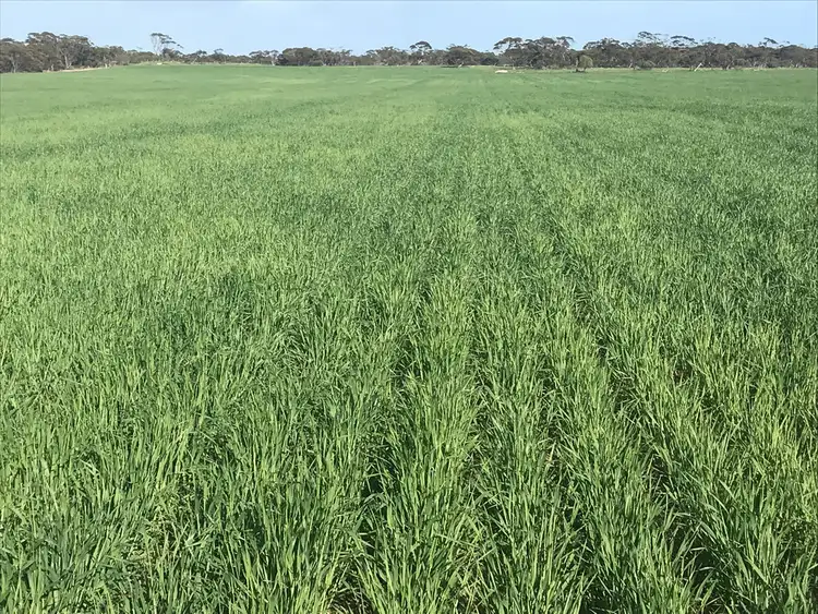 Sixth view of Homely rural property listing, 1437 Streaky Bay Road, Streaky Bay SA 5680