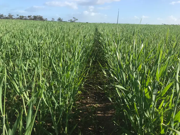 Seventh view of Homely rural property listing, 1437 Streaky Bay Road, Streaky Bay SA 5680