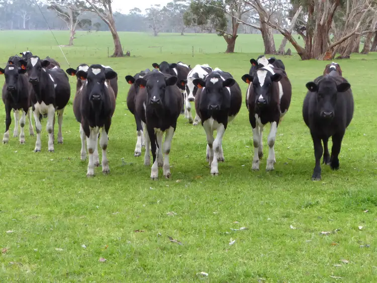 Third view of Homely rural property listing, 218 Thorburns Road, Laang VIC 3265