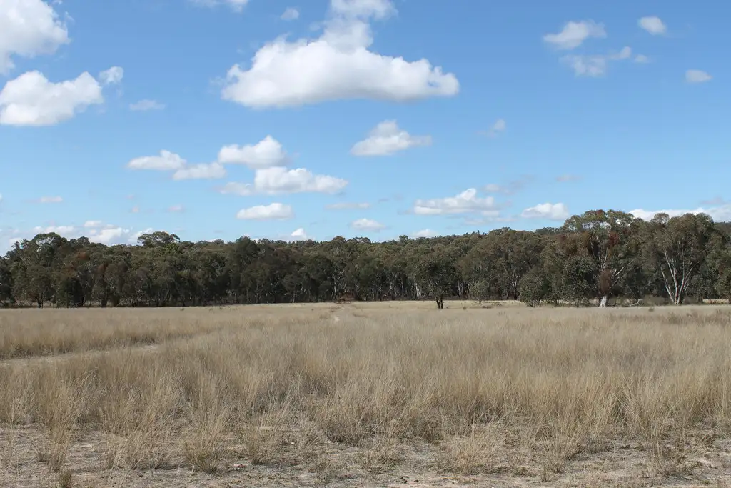 Main view of Homely rural property listing, 1781 Blue Springs Road, Gulgong NSW 2852